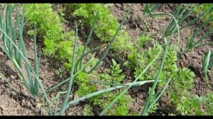 Что можно сажать после чеснока на следующий год