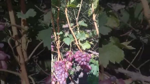 Г.Ф.Донецкий огонёк 2021 г.