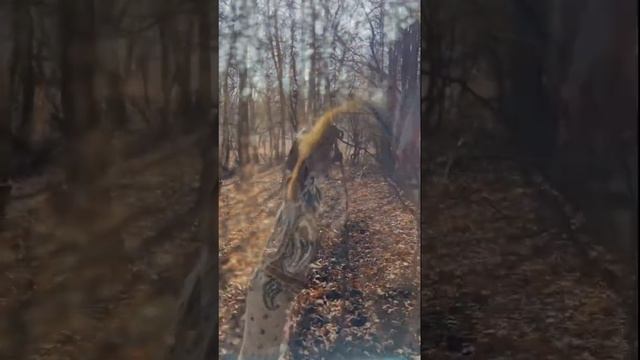 Лесное настроение Баба-яги, forest mood #стихи #лес #бабушка смотреть онлайн