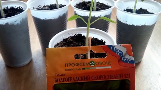Обзор на волгоградский 323 томат смотреть онлайн