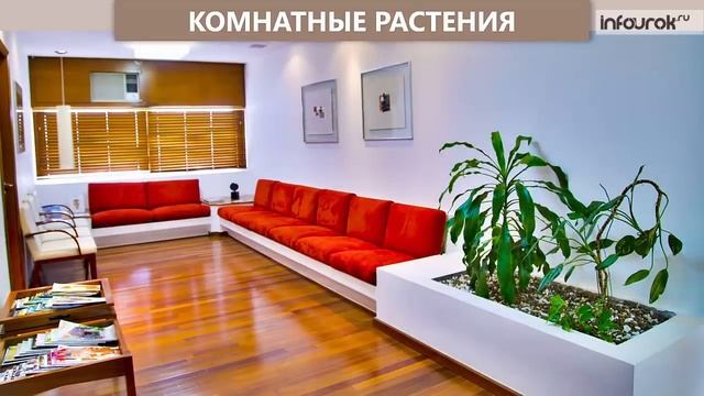 Комнатные растения | Окружающий мир 2 класс #42 | Инфоурок смотреть онлайн