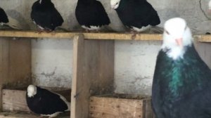 Пермские высоколетные белоголовые голуби