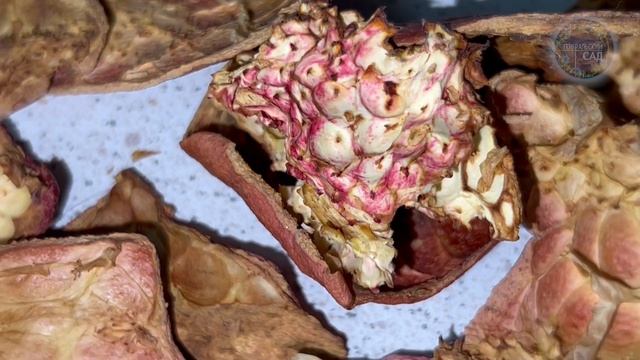 Я Реально Офигел! Даже у Хилых Томатов и Перца Стебель Толстый как Палец! Поливаю Вот Таким Настоем смотреть онлайн