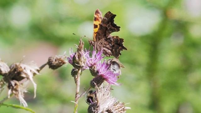 Eurasian Sparrowhawk, Invisible Spider, Raspberry Clearwing Moth. #OneDayObservations смотреть онлайн