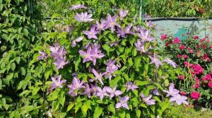 КЛЕМАТИС ПРОТЕУС (PROTEUS) Цветение.