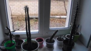 Пересадка опунции цилиндрической (кактус)  / Как спасти кактус?