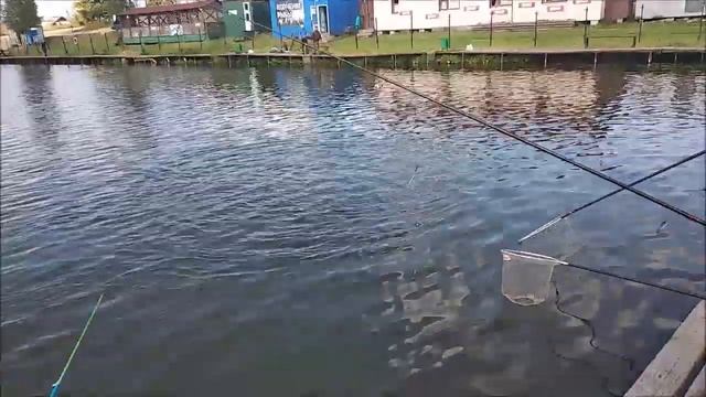 Клевое Место д. Савельево.Поимки 1 сектор! смотреть онлайн