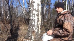 Как собирать березовый сок? Что делать с березовым соком?