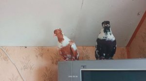 Голуби) Николаевские чубатые)
