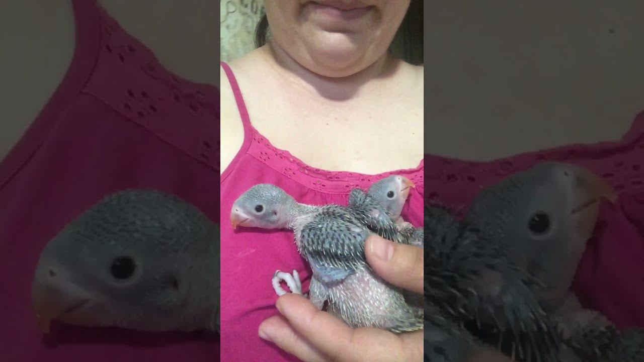 Гуляю с ожереловыми птенцами смотреть онлайн