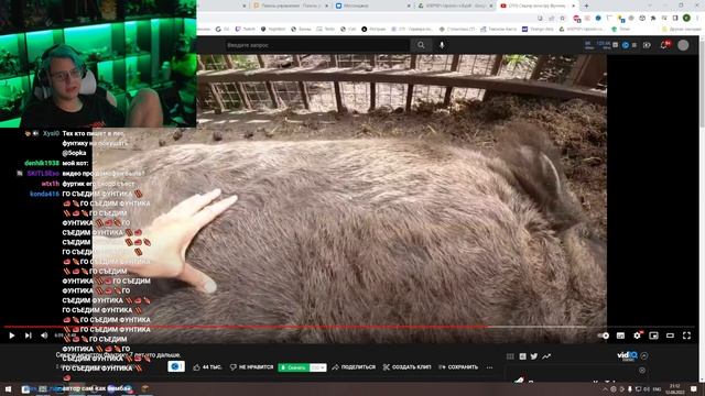 Пятёрка Смотрит Видео Про Кабанчиков смотреть онлайн