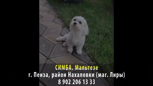 Найден! СИМБА. Мальтезе. г. Пенза, район Нахаловки смотреть онлайн