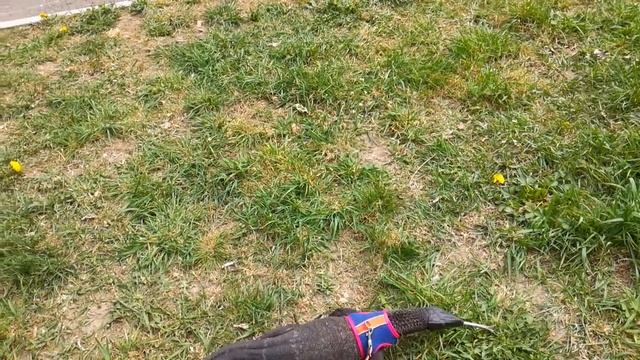Гуляем с Локи почти всем семейным составом. Varanus Rudicollis walk. смотреть онлайн