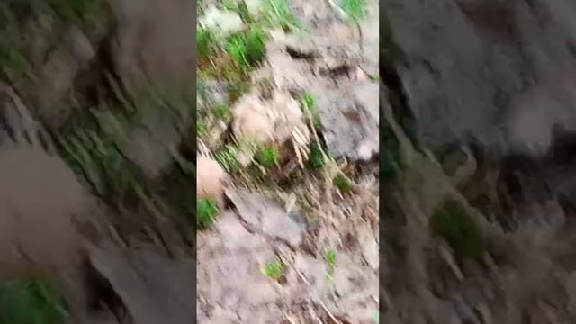 ГДЕ В ЛЕСУ СОБИРАТЬ ГРИБЫ? Советы новичкам. смотреть онлайн