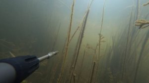 подводная охота на сазана в камыше. много сазана. Маныч, веселовское водохранилище, 28 августа 2021