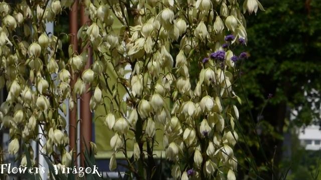Adam's needle,yucca,bear-grass,needle-palm,Yucca filamentosa ,kerti pálmamliliom,yukka смотреть онлайн