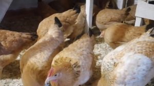 Царскосельские куры - пожалуй, лучшие куры в моём хозяйстве.