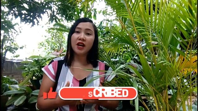 Palmera Plants complete care guide and tips for beginners | How to grow Areca Palm Plants смотреть онлайн