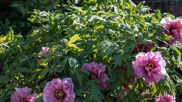 Our Peonies In Spring 2020 - HD Version смотреть онлайн
