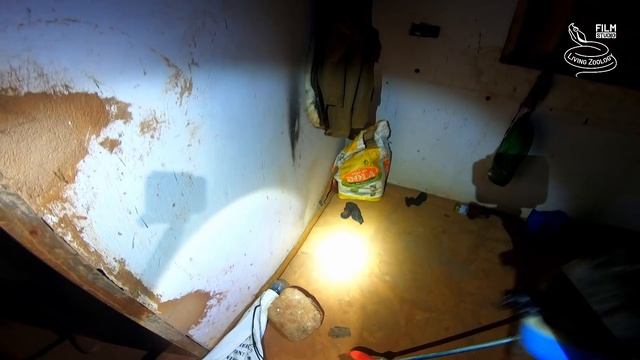 Deadly Venomous Red Spitting Cobra (Naja Pallida), Wild Snake In Kenya, Rescue And Venom Milking