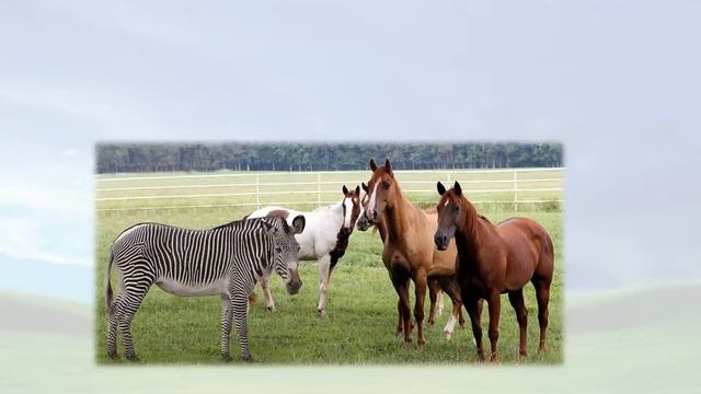 Animal School - From Head to Toe: Educating the Whole Child смотреть онлайн