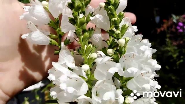 Физостегия! Знакомимся! Небольшая прогулка