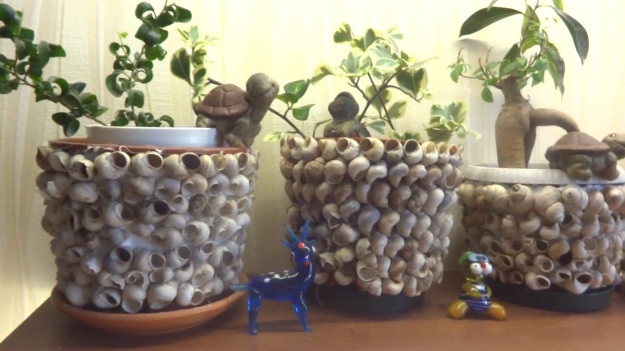 Комнатные цветы/растения. Декор горшков ракушками и улитками. Кашпо для цветов своими руками. смотреть онлайн