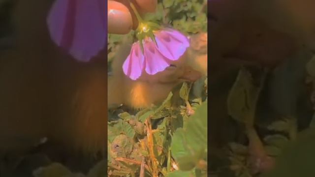 Канцлер ги - только есть одна проблема