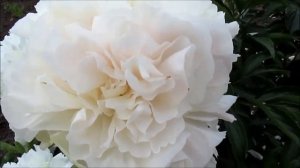 Мазерз Чойс. Пион белый