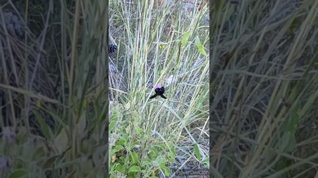 Ботанический маршрут по горам у турецкой Аланьи. смотреть онлайн