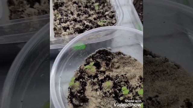 🌸Глоксиния Уход за сеянцами🌸 смотреть онлайн