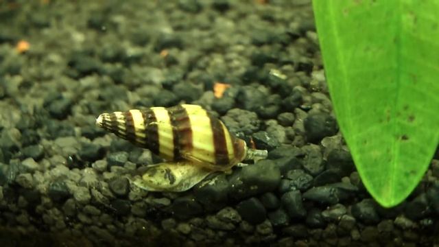 улитки Хелены смотреть онлайн