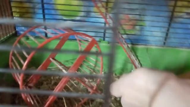 попытки приручить дегу 1 ? смотреть онлайн