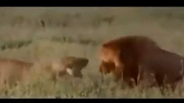 ЭТОТ ЖЕСТОКИЙ ДИКИЙ МИР ! Выживает быстрый и сильнейший ! смотреть онлайн