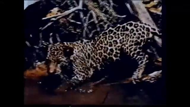 Jungle Cat Documentary смотреть онлайн