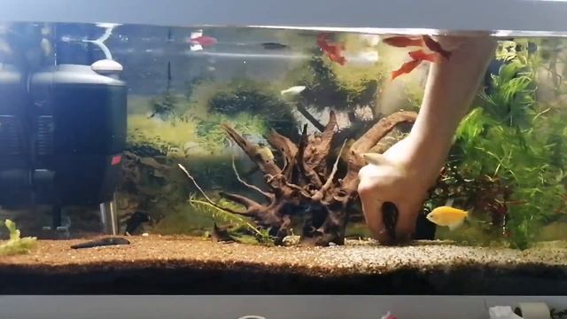 ПОКУПКИ ИЗ ПТИЧЬЕГО РЫНКА САДОВОДА МОСКВА (ЛЕТО 2021) l ПРОМЫСЛОВЫЕ КЛАРИУСЫ, СКАЛЯРИИ И ЖИВОРОДКА смотреть онлайн