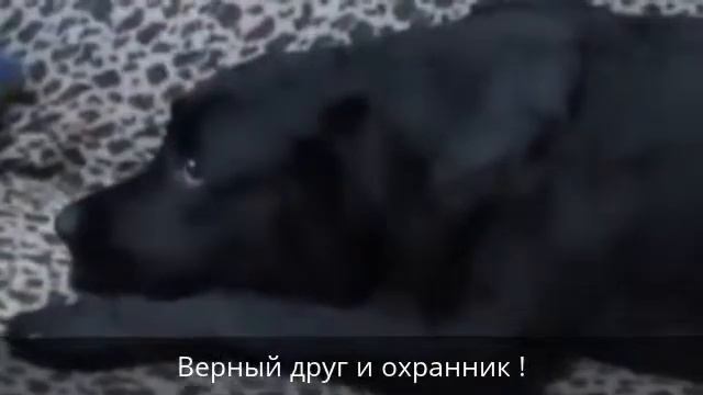 Верный друг и охранник !