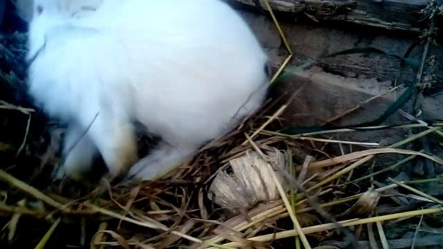 Кролики в вольере!/Секреты содержания! смотреть онлайн