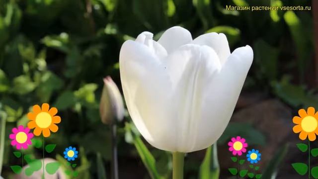Тюльпан триумф Болроял Сильвер. Краткий обзор, описание характеристик Bolroyal silver смотреть онлайн