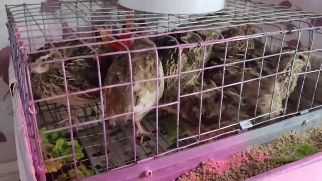 Мои домашние любимцы (китайский расписной перепел, и просто перепелки)