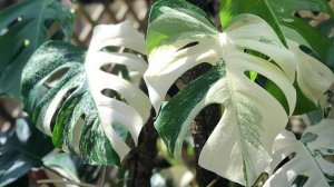 МОНСТЕРА АЛЬБА | РАЗМНОЖЕНИЕ | БУДНИ ЦВЕТОВОДА