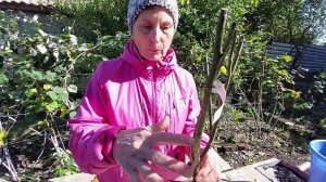 Посадка роз. Как посадить розу.