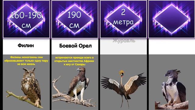 У Кого Самые Большие Крылья? Птицы/Сравнение/ смотреть онлайн