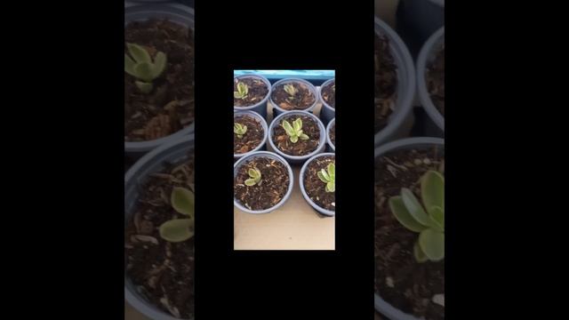 #short Crassula Swaziensis Variegada O Money Maker ❤️❤️❤️
