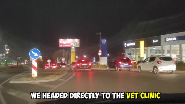 Small Puppy Was Screaming for Help and Struggling to Survive Until This Happened смотреть онлайн