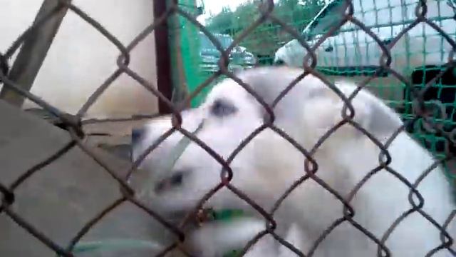 Собака по имени Варвара смотреть онлайн