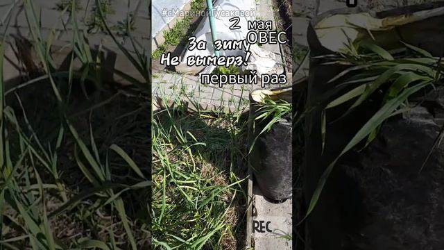 Сидерат ОВЕС за зиму не вымерз ВОТ ЭТО ДА! Теперь подумаю сеять ли его вообще? Я в шоке! ? 2 мая ? смотреть онлайн