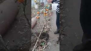 Садовый аккумуляторный бур ЭБА-20