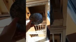Гнездовой ящик для голубей, для паровки голубей