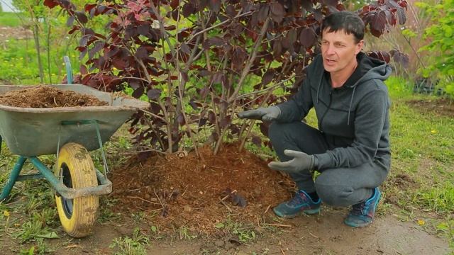 ДАЧНИКИ: УРОЖАЙ ФУНДУКА смотреть онлайн
